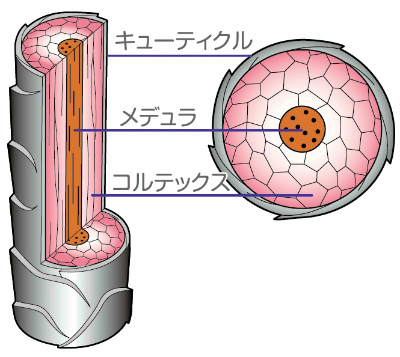 キューティクルが傷むのは何故？髪にダメージを与える様々な原因とは